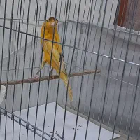 قناری نرقرص بخون وماده اماده جفت|پرنده|بهارستان, |دیوار