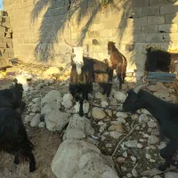 بزمحلی|حیوانات مزرعه|بندر کنگان, |دیوار