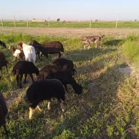 سگ عراقی
