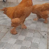 فروش مرغ و خروس امپراطور اصیل کم یاب|حیوانات مزرعه|مشهد, دانش|دیوار