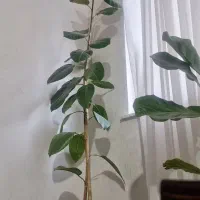 گل فیکوس