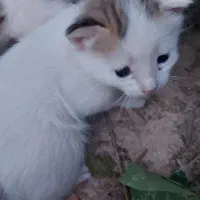 واگذاری گربه