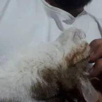 گربه خانگی پیداشده