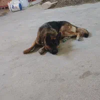 ژرمن شپرد  نر ۴ساله رگ خونی بالا