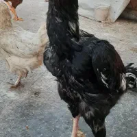 خروس مرغ سیاه لاری