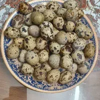 تخم تازه بلدرچین 2000