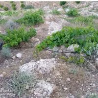 چرام باغ شمسوا ،شمس آباد فقط 500 تخفیف خوبی داره