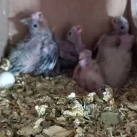 جوجه عروس سرلاکی|پرنده|دماوند, دماوند|دیوار