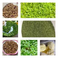 سبزی  سیر باقالی برای کاشت کره تخم مرغ محلی شوید