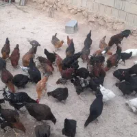 فروش خروس محلی سرحال