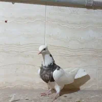 جوجه طوقی نسل عالی|پرنده|اهواز, امانیه|دیوار