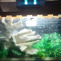 لوازم اکواریوم