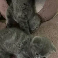 گربه اسکاتیش رنگ بلو|گربه|تهران, توحید|دیوار