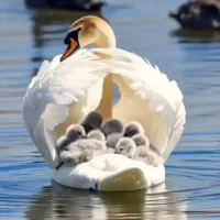 جوجه مرغ وخدوس