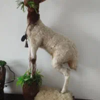 بزکوهی ایتالیا