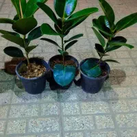 گل وگیاه فیکوس