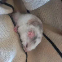 واگذاری همستر|موش و خرگوش|کرج, مهرویلا شمالی|دیوار