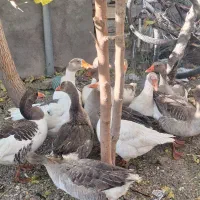 غاز ارگانیک