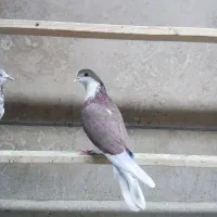 تعدادی کبوتر نر کبکی