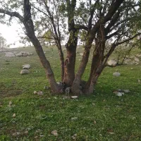 باغ 1800 متری در علویجه