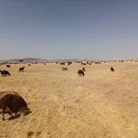 گله فروشی