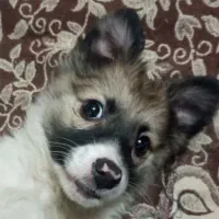 سگ پاکوتاه میکس پامر