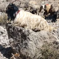 دوبر چپش دوبر بز|حیوانات مزرعه|فلارد, |دیوار