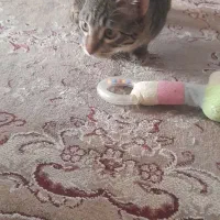 واگذاری رایگان گربه ملوس