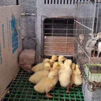 جوجه قوغاز و بوقلمون|حیوانات مزرعه|ساوه, |دیوار