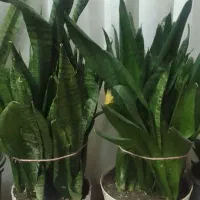 گل سانسوریا هویا|گل و گیاه طبیعی|تربت‌حیدریه, یحیی آباد|دیوار