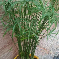 نخل مرداب ارتفاع ۸۸ سانت|گل و گیاه طبیعی|خرمآباد, |دیوار