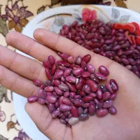 لوبیا قرمز خورشتی|خوردنی و آشامیدنی|زاغه, |دیوار