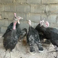 بوقلمون|پرنده|اصفهان, نصرآباد|دیوار