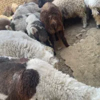 گوسفند کره بز  کشتاری|حیوانات مزرعه|شهرضا, |دیوار