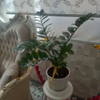 گل زامفولیا