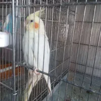 فروش فوری|پرنده|آبگرم, |دیوار