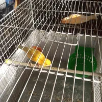 قناری .نر و ماده کشیده .اماده