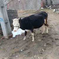 گاو آبستن سمیتال