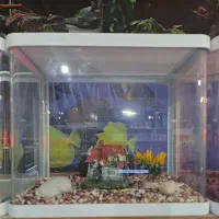 شیشه خم شرکتی دکور شده AQUA SEYF ماهی/آکواریوم|ماهی|زنجان, |دیوار