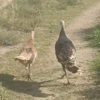 بوقلمون و غاز|حیوانات مزرعه|گرگان, |دیوار