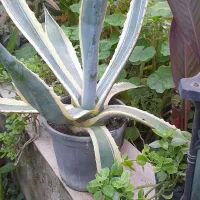 همه گلدونها تزئینی یکجا بفروش میرود