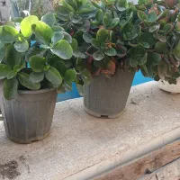 انواع گلهای طبیعی|گل و گیاه طبیعی|ورامین, ورامین|دیوار