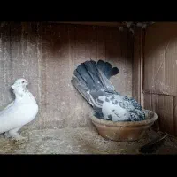 کبوتر خال پلنگ زیر خاکی استثنایی