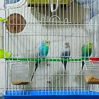 سه عدد مرغ عشق خوش رنگ