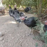 فروش بغلمون