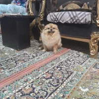 سگ پامرانین خرسی