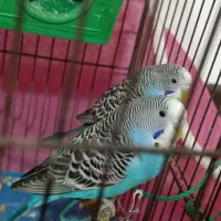 مرغ عشق باهمه وسایل|پرنده|اصفهان, کوجان|دیوار