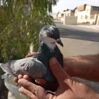 کفتر یه جایی|پرنده|قم, سراجه (۱۵ خرداد)|دیوار