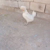 خروس|حیوانات مزرعه|ایذه, |دیوار