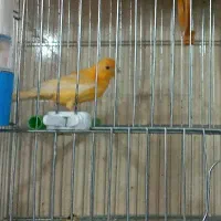 کاسکو مینا عروس هلندی کوتوله قناری مرغ عشق سهره|پرنده|اصفهان, کوجان|دیوار